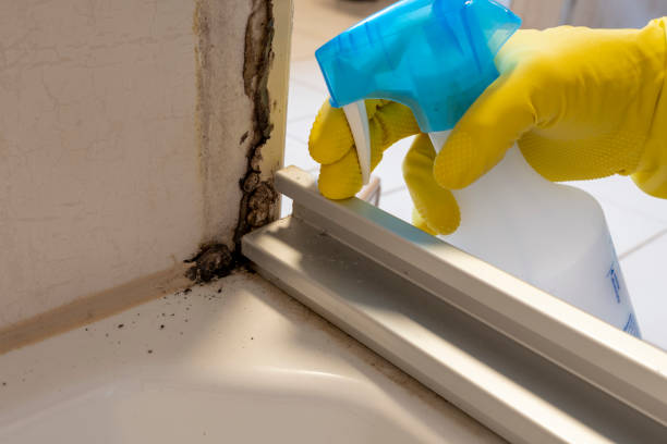 Best Emergency Mold Remediation in Clarkson, KY